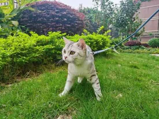 What causes urinary incontinence in kittens?