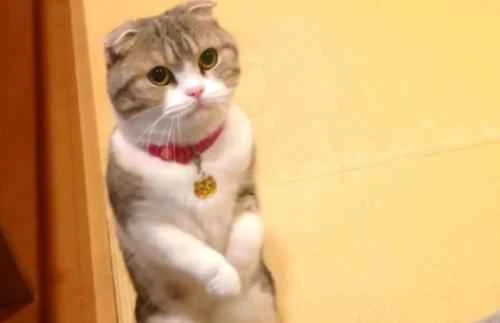 Does ear mites in cats cause hair loss?