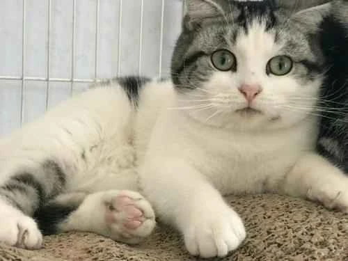 What items do first-time cat owners need to prepare?