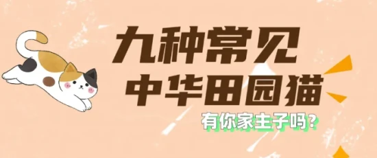 A list of 9 common Chinese domestic cat breeds