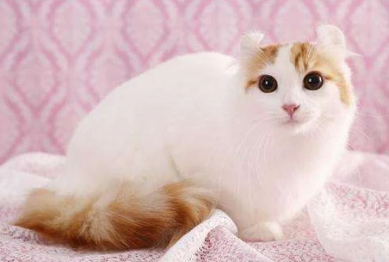 Do cats need their anal glands expressed?