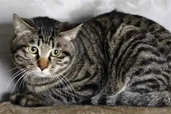 Why doesn't my cat like to eat fish?