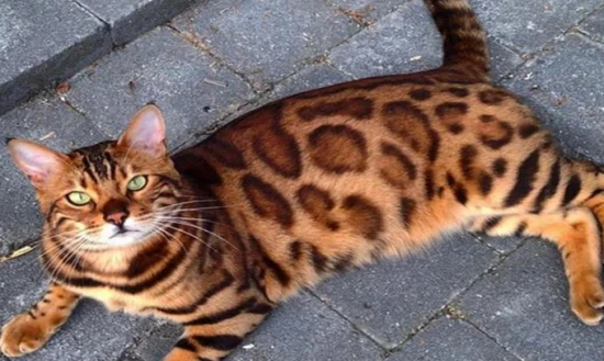 What is the temperament of a Bengal cat?