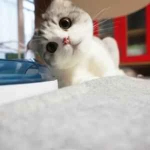 How to care for a newly brought-home cat