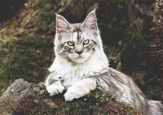 What are some things to keep in mind when feeding your cat?