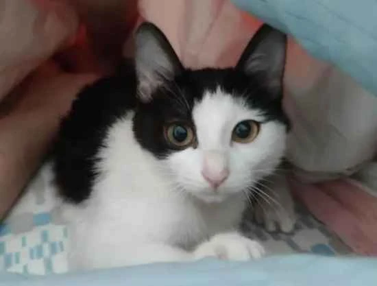 How to make your cat like you