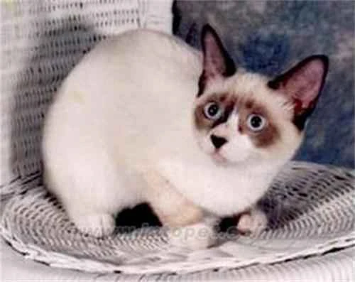 Why do cats like to lick plastic bags?