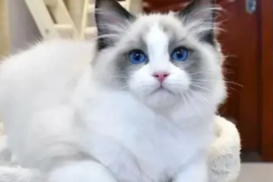 Why do cats eat less and lose their appetite in the summer?