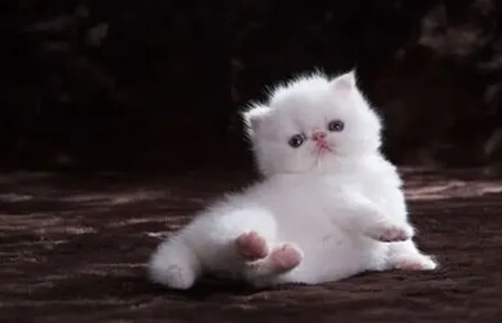 My cat still has fleas after being dewormed.