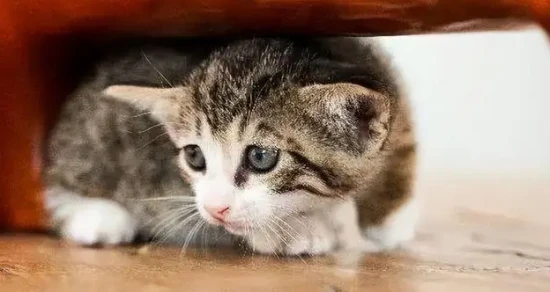 What to do if your cat is stressed