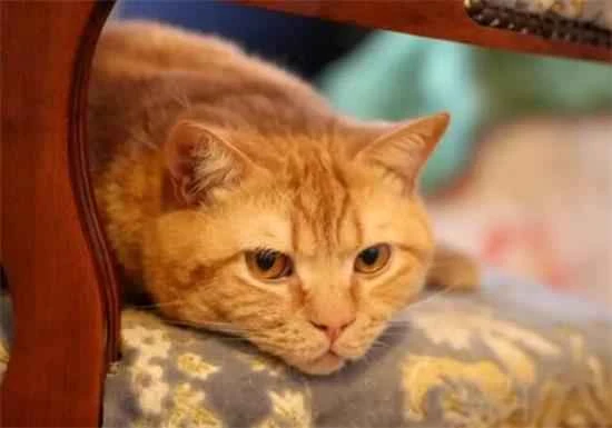 What are the daily care routines for cats?