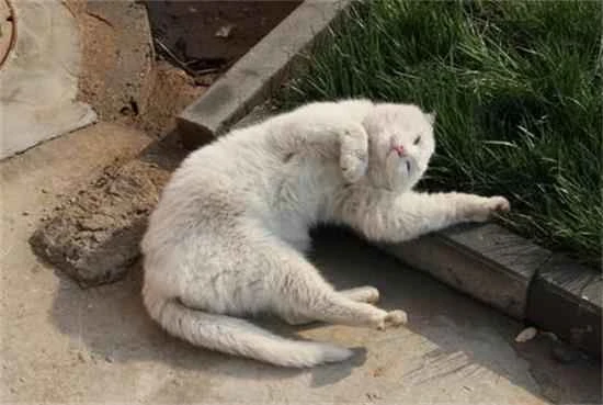 Why do cats eat kittens?