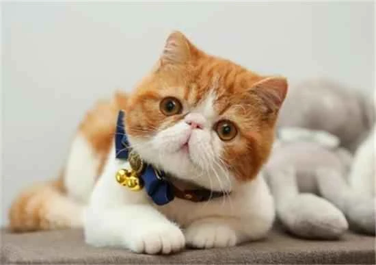 The three smartest cats and the three dumbest cats in the feline world