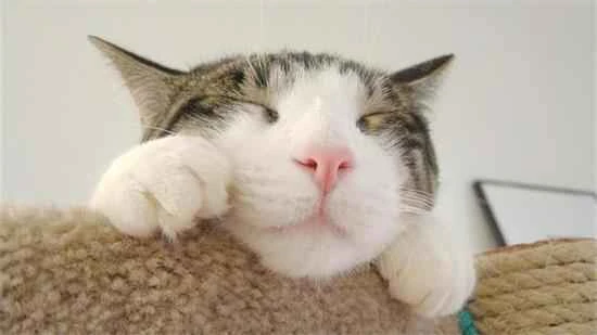 When does a cat's cheeks develop?