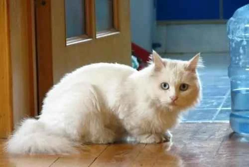 Are there any skills that cats absolutely must learn?