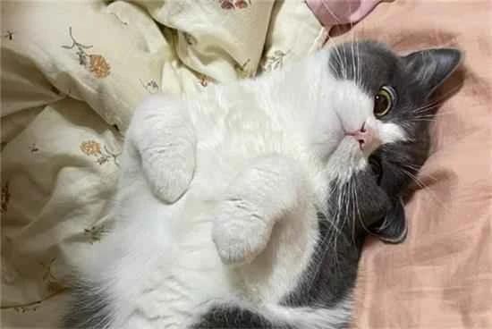 What's a healthy and inexpensive food for cats?