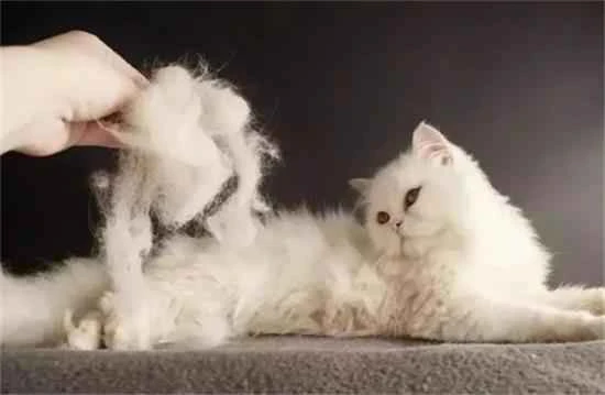 When is a cat's shedding season usually?