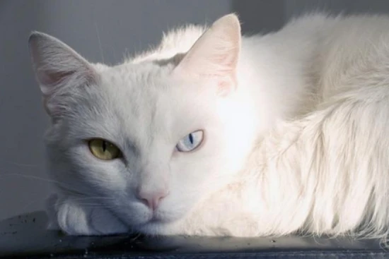 Can I bring a cat on a plane? 猫可以带上飞机吗