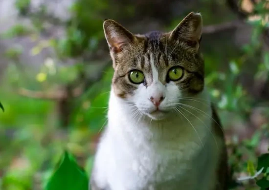 Are green-eyed cats rare?