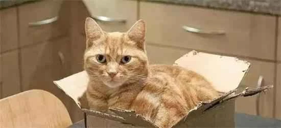 猫咪为什么喜欢钻纸盒？