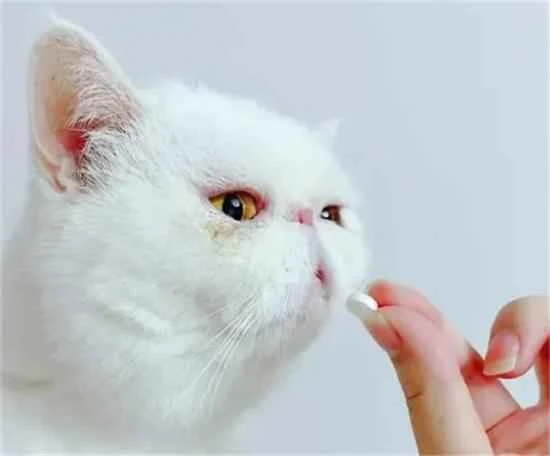 Is the medication still effective if the cat vomits after taking it?