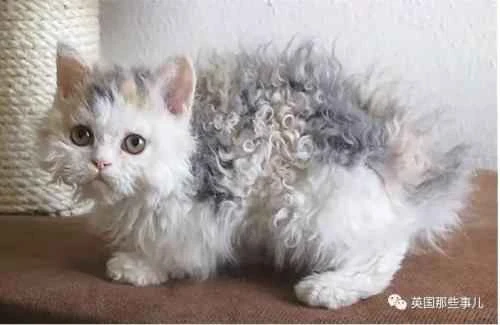 Important notes about water intake for cats