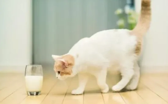 Can cats drink lactose-free milk?