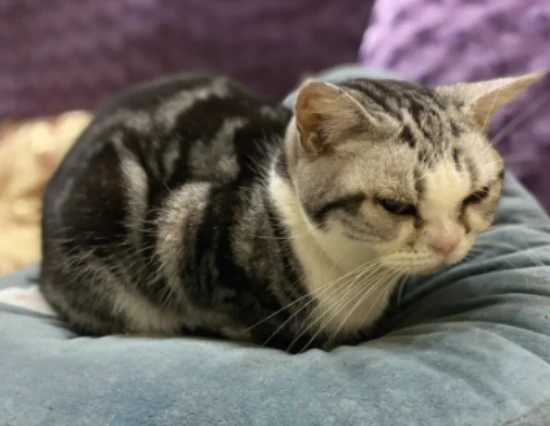 Why do cats spray urine?