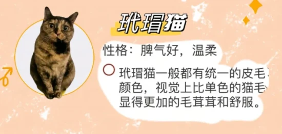 养猫必看｜盘点9种常见的中华田园猫