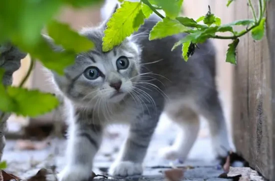 Is it true that cats can call for their mothers?