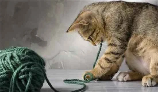 How can you let your cat know that you love it?