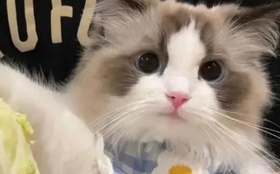 Top 10 Vegetables for Cats! Do you usually feed your cat any of these?