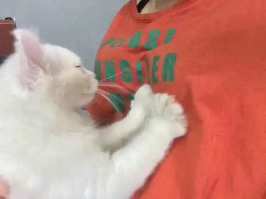 Why do cats knead on people?