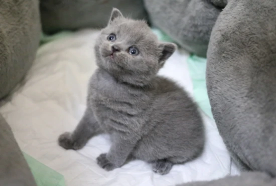 How many times a day should a 3-month-old kitten poop?