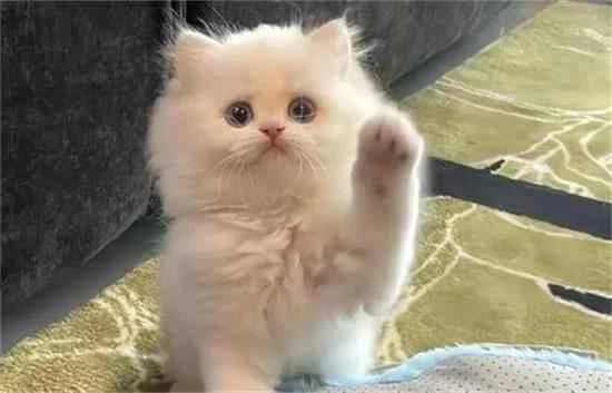 The correct way to stimulate a kitten to defecate