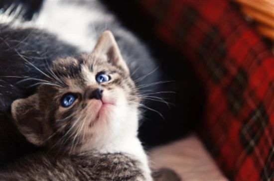 Are cats clean? 猫爱干净吗