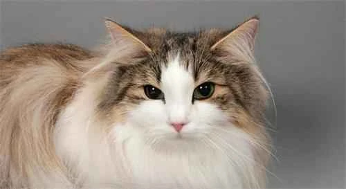 Are daffodils poisonous to cats? And what about these other flowers? They're all poisonous!