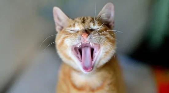 Simple tricks to help your cat's tartar fall off on its own