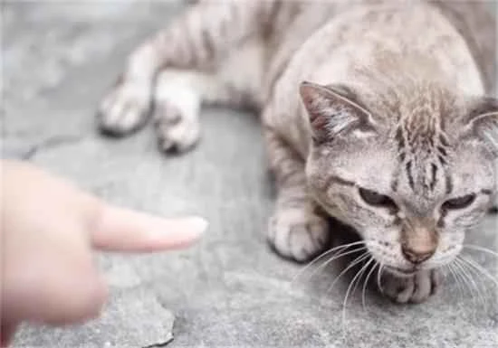 8 Tips to ease tension between cats