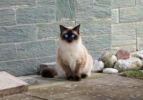 Why do catteries not allow visitors to see the cats at their homes?