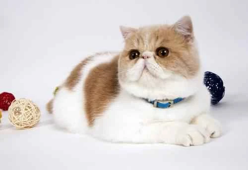 What deficiency causes feline pica?