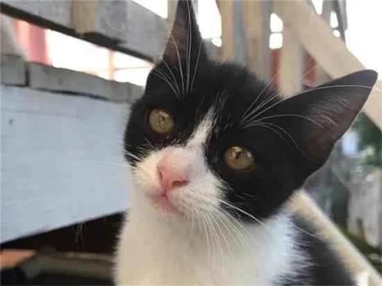 Is a black and white cat with a yin-yang face good?