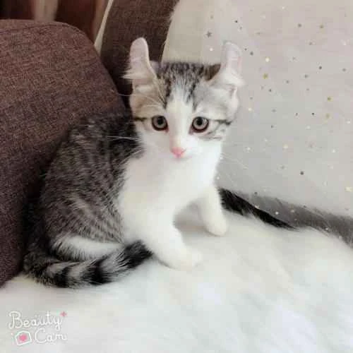 Why do some cats die after being bathed?