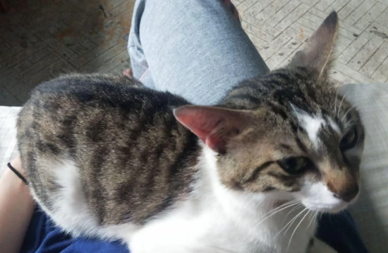 Which foods should not be given to cats indiscriminately?