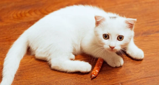 Can cats eat ham sausages?