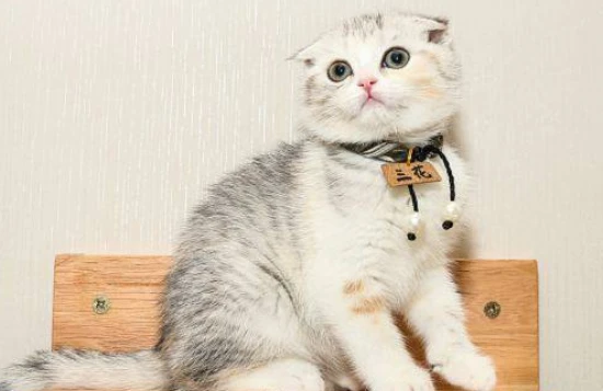 How much does a cloned pet cat cost?