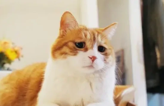 Cats have three quirky personality traits