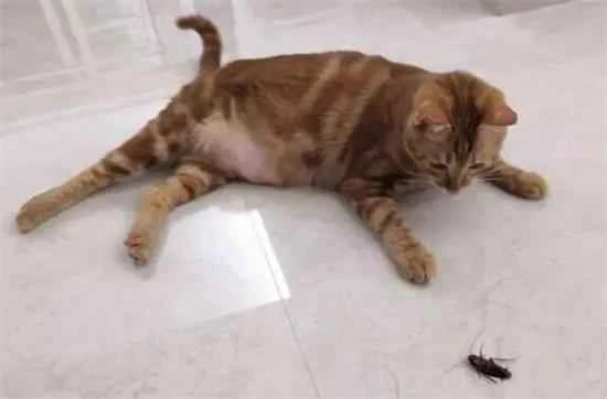 Is it okay for a cat to eat a cockroach?