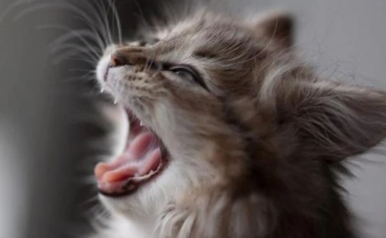 The cat suddenly developed a hoarse voice.