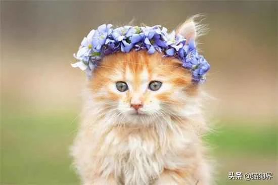 What smells are cats afraid of?